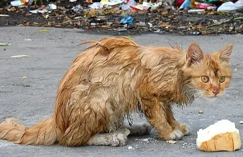 接近流浪猫要注意什么？来看看吧
