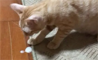 猫吐白色粘稠液体不吃东西