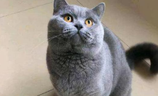 英短蓝猫能长到多少斤？和什么有关？