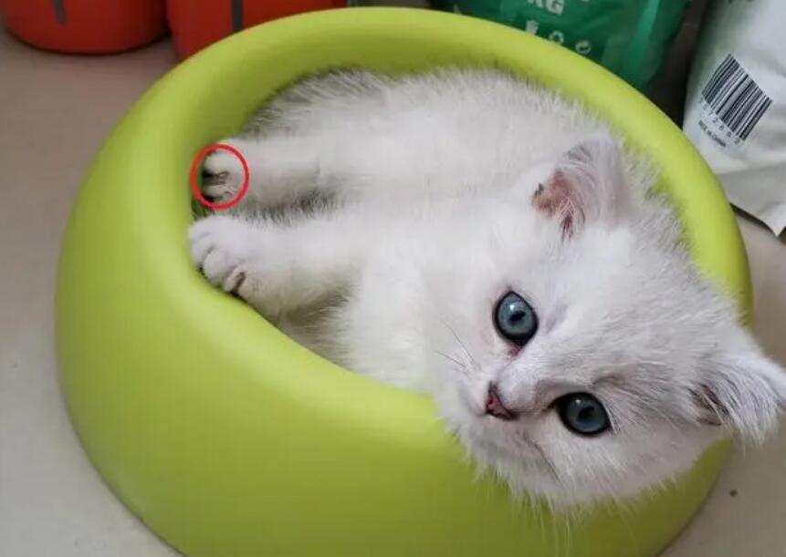 猫癣愈合的征兆 猫癣愈合的征兆