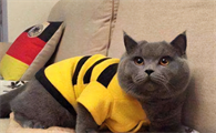 英短蓝猫最好听的名字