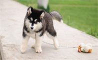 阿拉斯加犬怎么训练上厕所呢?步骤如下~
