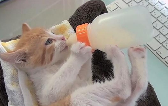 小猫一夜不喝奶会死吗 小猫一夜不喝奶会死吗