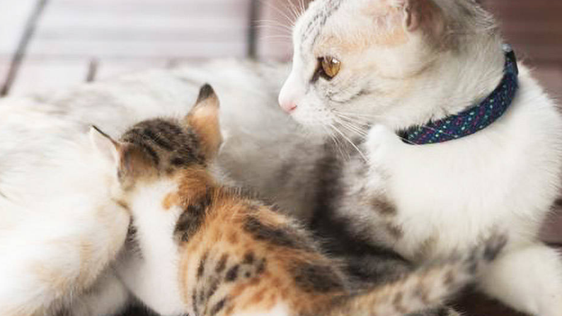 猫咪为什么叫妈妈呢