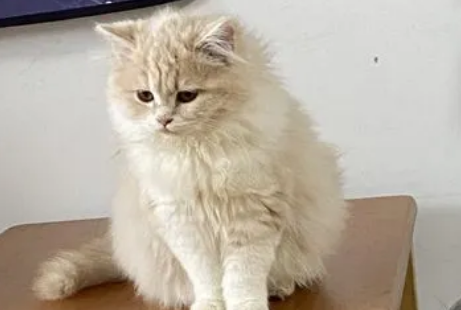 北京哪个猫舍比较靠谱