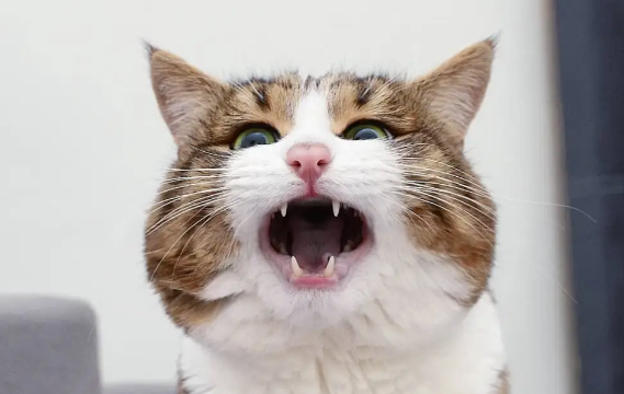猫嗷呜叫见到主人就不叫 猫嗷呜叫见到主人就不叫