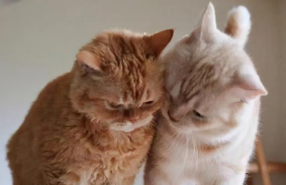 猫咪为什么喜欢生崽呢怎么回事 猫咪为什么喜欢生崽呢怎么回事