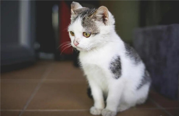 小猫长大了不送人母猫就走了