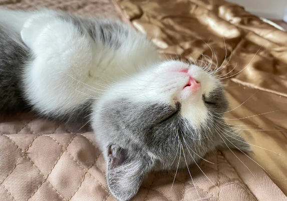 猫咪为什么不敢独立睡觉呢