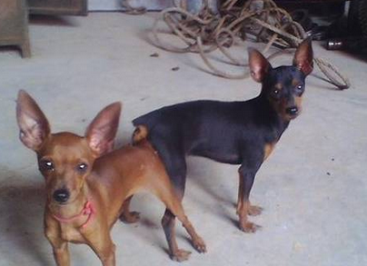 小鹿犬驱虫用什么药好 小鹿犬驱虫用什么药好