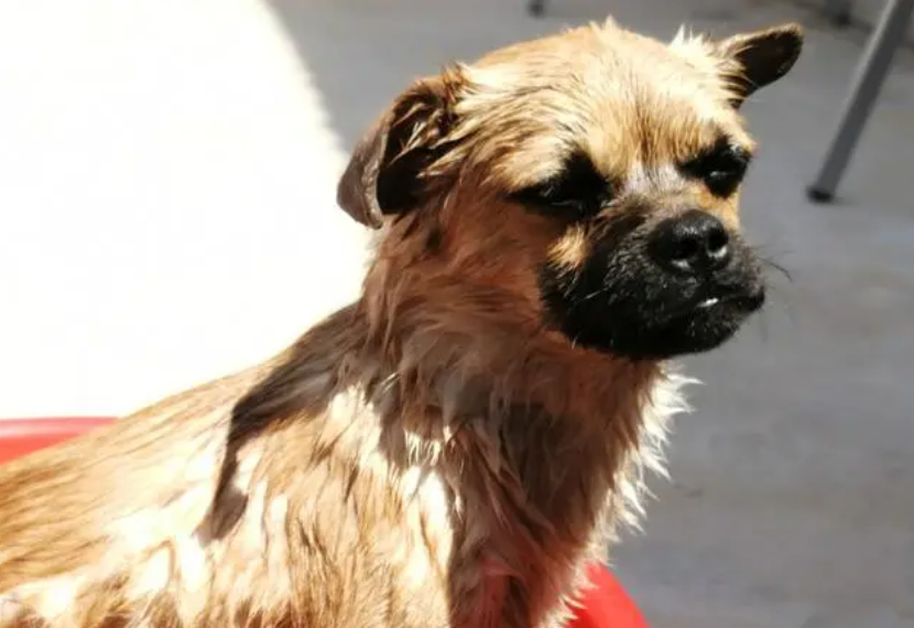 怎么给中华田园犬洗澡?具体方法如下。 怎么给中华田园犬洗澡?具体方法如下。