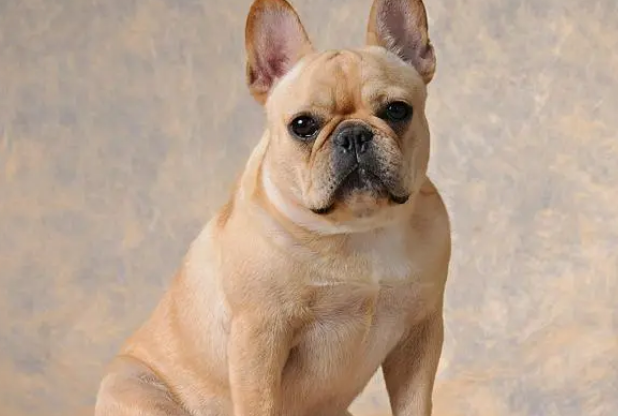斗牛犬性格特点和缺点 斗牛犬性格特点和缺点
