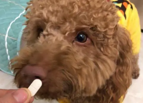 狗狗拉虫子吃什么药最有效