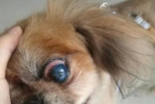 狗狗眼睛有血丝是什么情况 狗狗眼睛有血丝是什么情况