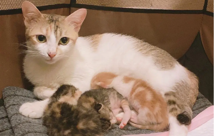 母猫生小猫后多久可以做绝育手术