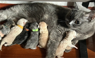 猫分娩完过两天又生了