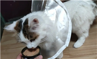 为什么猫咪需要罐头喂食