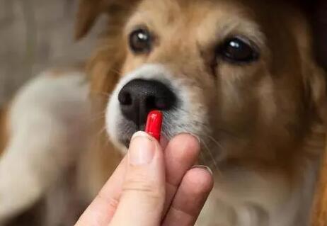 狗狗吃去虫药为什么呕吐呢 狗狗吃去虫药为什么呕吐呢