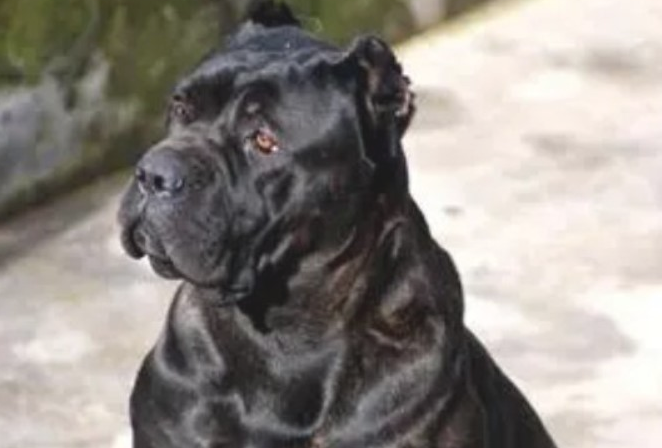 卡斯罗犬非常容易患皮肤疾病吗？看完你就知道了