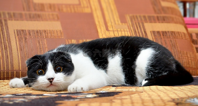 猫咪腿下被绳子勒破了怎么办