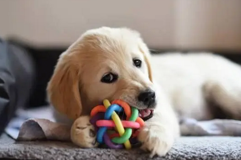怎样训练金毛幼犬