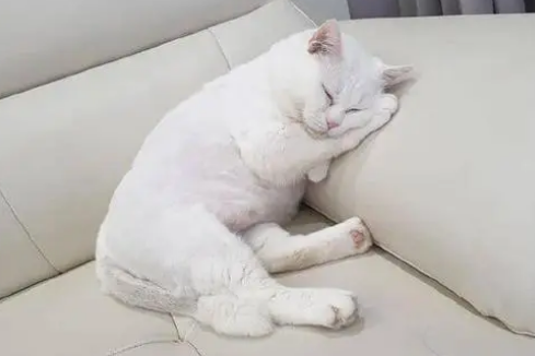 猫咪为什么喜欢待在沙发旁边