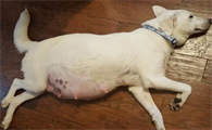 狗狗怀孕68天了还不生