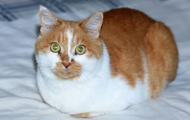 怀孕的猫喘粗气是要生了吗