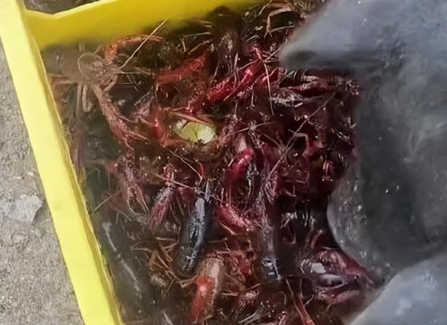 连猪都实现了吃小龙虾自由，一女子每天用上百斤小龙虾喂猪