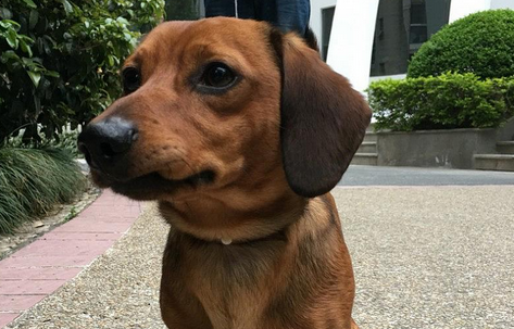 腊肠犬一般多少钱一只 腊肠犬一般多少钱一只