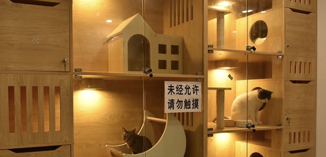 宠物猫寄养一般怎么收费