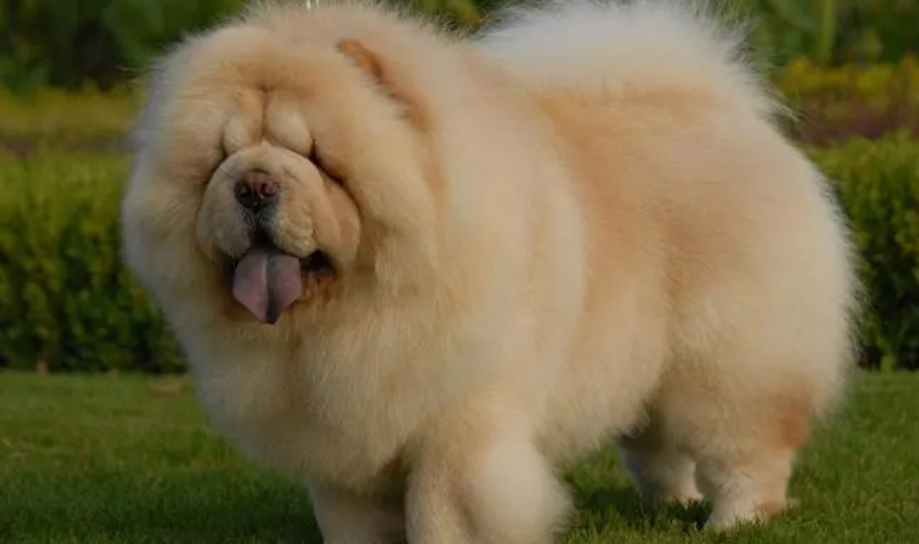 熊狮犬和松狮犬一样吗