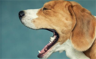 犬窝咳和普通咳嗽的区别