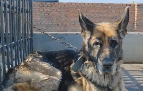 主人不想喂羊了,看了一辈子的老牧羊犬和怀孕的羊险些进了屠宰场 主人不想喂羊了,看了一辈子的老牧羊犬和怀孕的羊险些进了屠宰场
