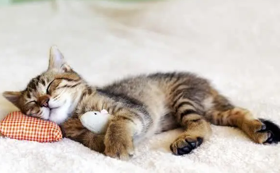 猫咪为什么急着回家睡觉的原因有哪些