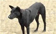 虎斑犬和五黑犬哪个好