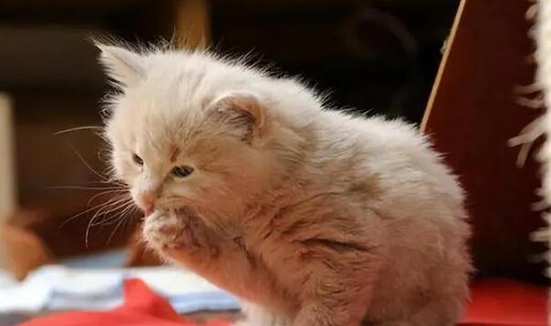 猫丢了如何快速找回 猫丢了如何快速找回
