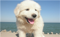 大白熊犬智商排名第几