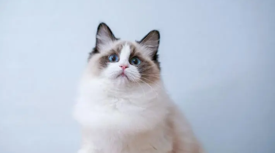 宠物级布偶猫最高价是多少？平时怎么饲养啊？