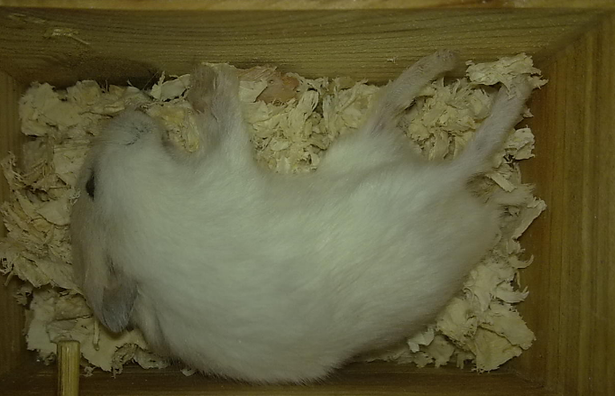 仓鼠会宁愿饿死也不吃新粮吗