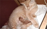 猫生一半不生了睡觉了