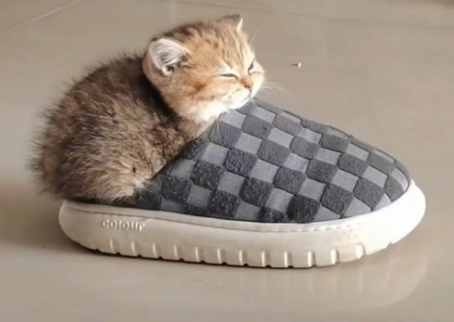 猫为什么害怕拖鞋