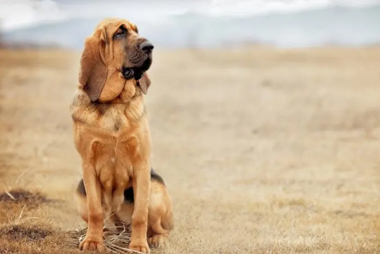 确定犬患胰腺炎吗？来看看这四点