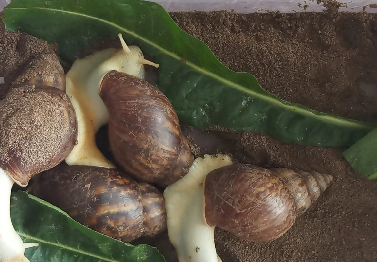 适合当宠物养的蜗牛
