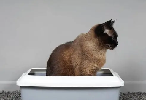 怎么刺激让猫拉屎