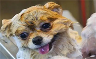 狗狗头发臭臭的怎么回事啊