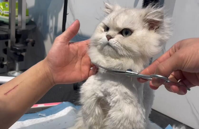 猫咪为什么要剪毛呢视频讲解