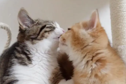 猫生完多久发一次情啊