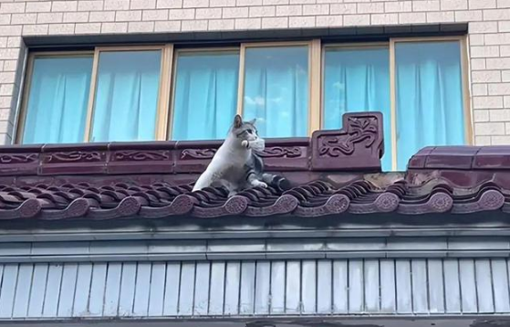羽毛球不小心打上高处,猫咪帮忙捡个球 羽毛球不小心打上高处,猫咪帮忙捡个球