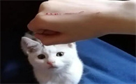 被宠物猫挠了不打针会怎么样吗
